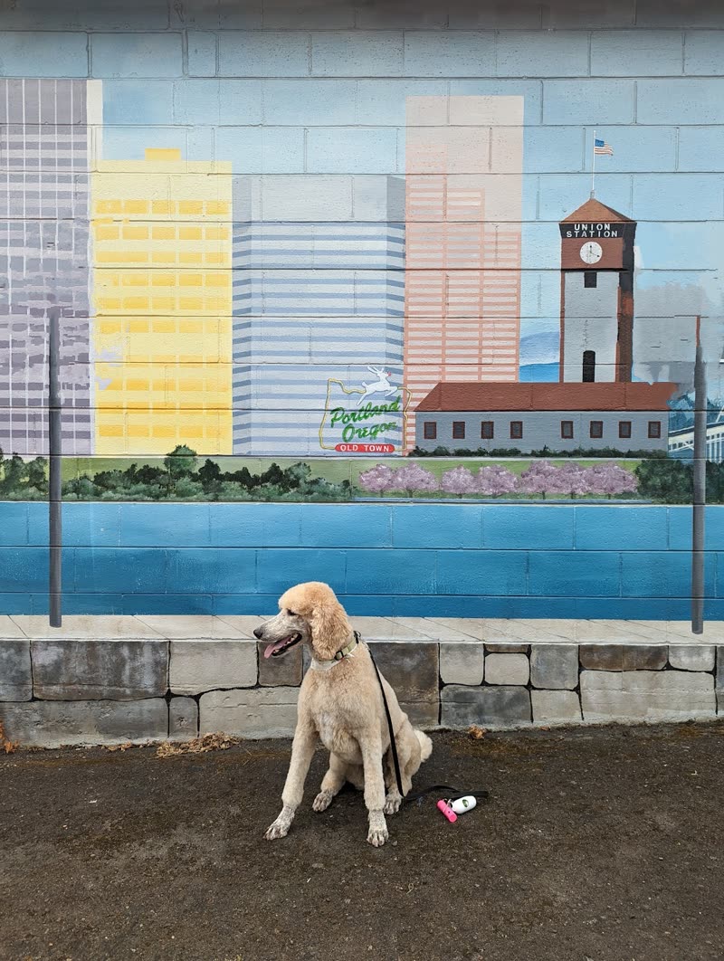 A cream poodle sitting on the pavement in front of a painted city-skyline mural